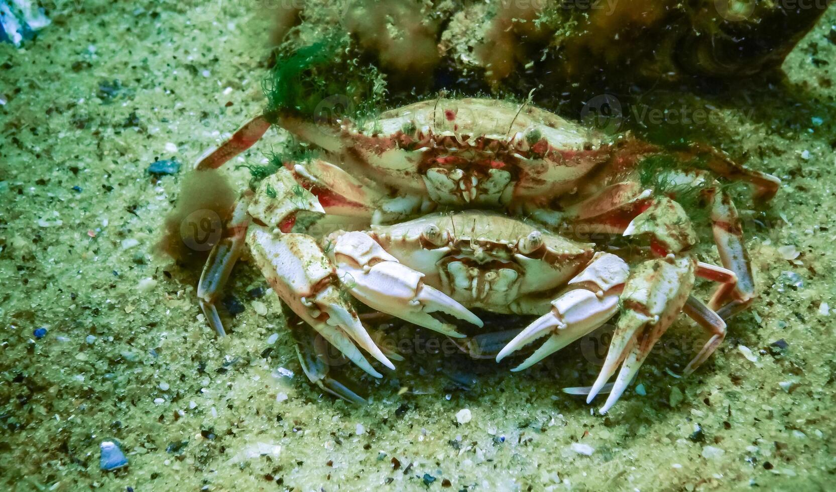Male and female Swimming crab Macropipus holsatus before breeding, close-up photo