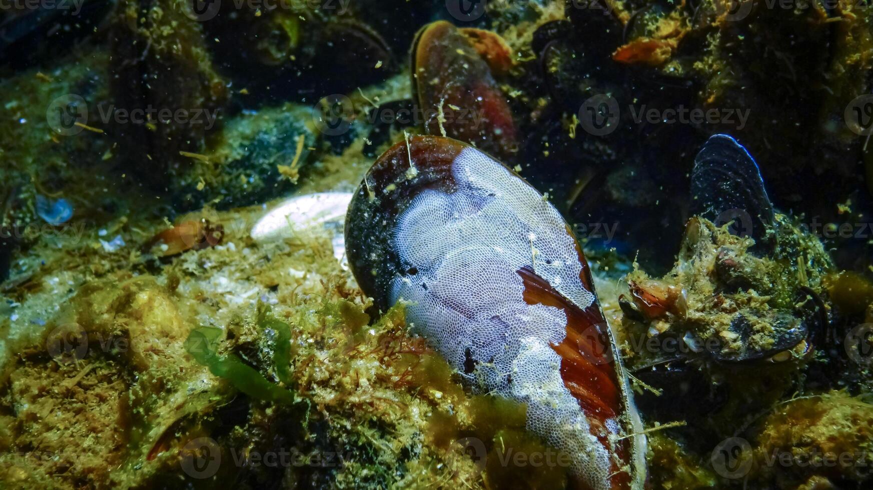 Colony of Bryozoa on the valves of the mollusk Mediterranean mussel Mytilus galloprovincialis photo