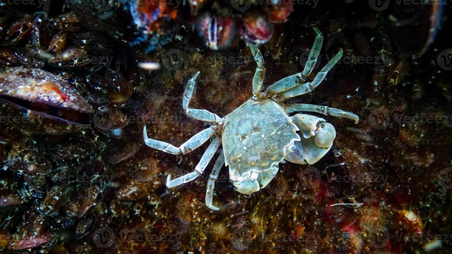 Brachinotus sexdentatus - small Black Sea crab among mussels photo
