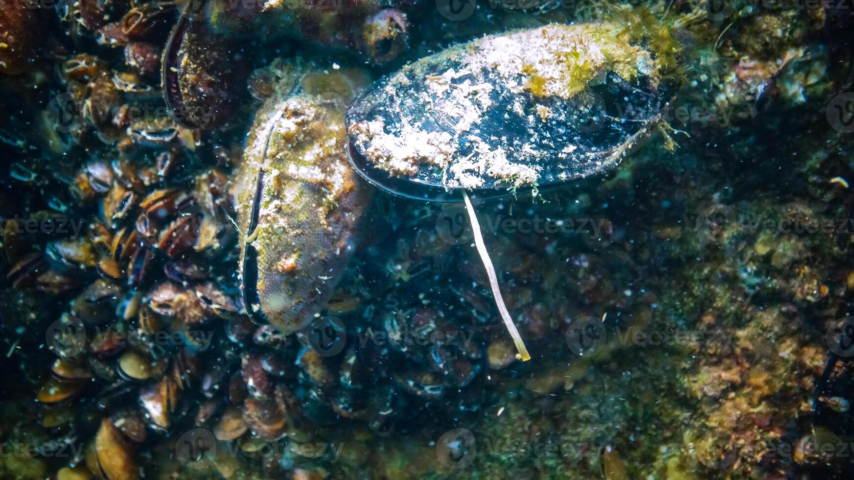 Mediterranean mussel Mytilus galloprovincialis, the mollusk secretes pseudofeces photo