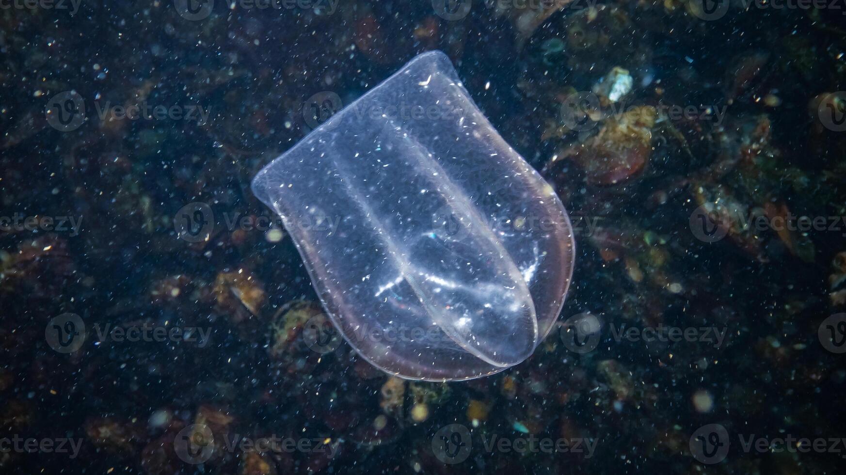 Jellyfish Beroe ovate eat Mnemiopsis leidy photo