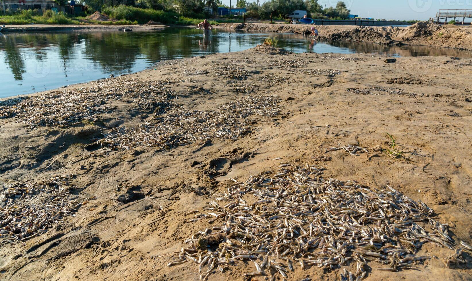 Environmental problem, mass death of fish Atherina sp. in the canal photo