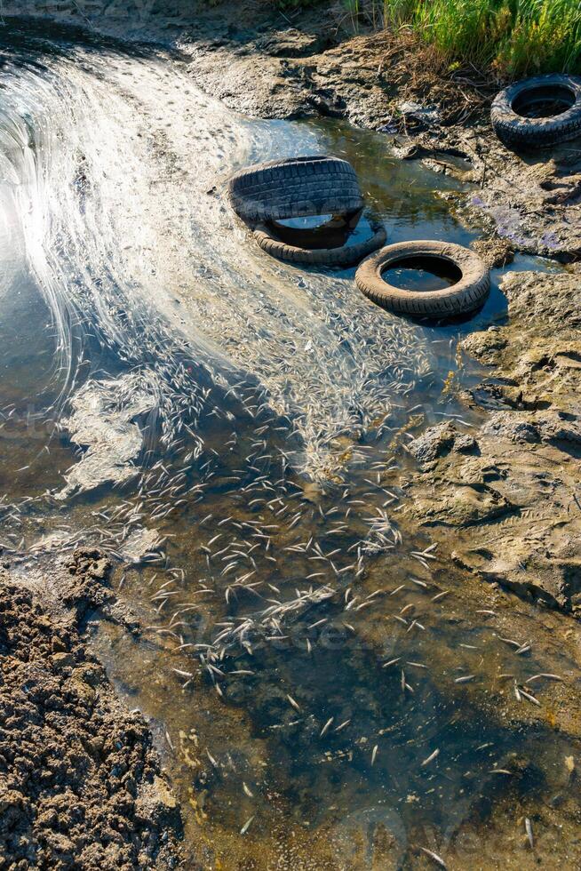 Environmental problem, mass death of fish Atherina sp. in the canal photo
