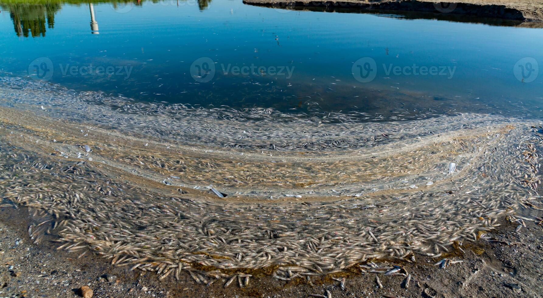 Environmental problem, mass death of fish Atherina sp. in the canal photo