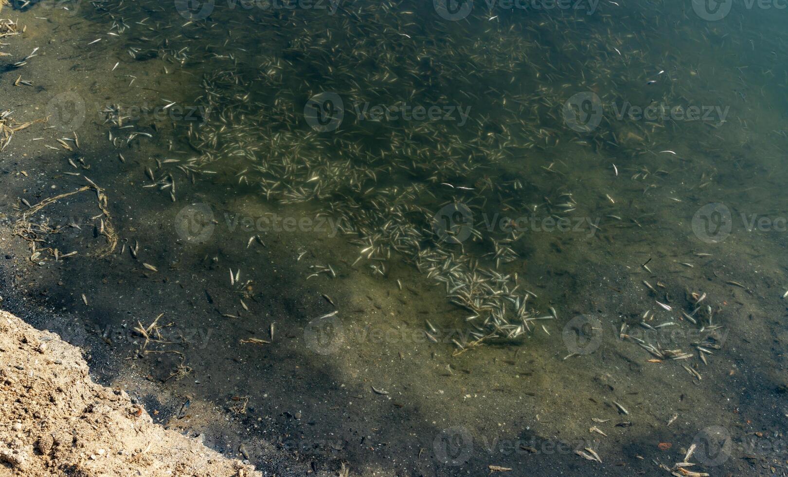 Environmental problem, mass death of fish Atherina sp. in the canal photo