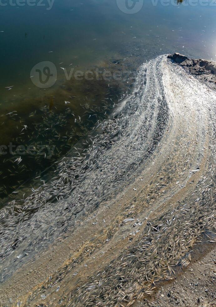 Environmental problem, mass death of fish Atherina sp. in the canal photo