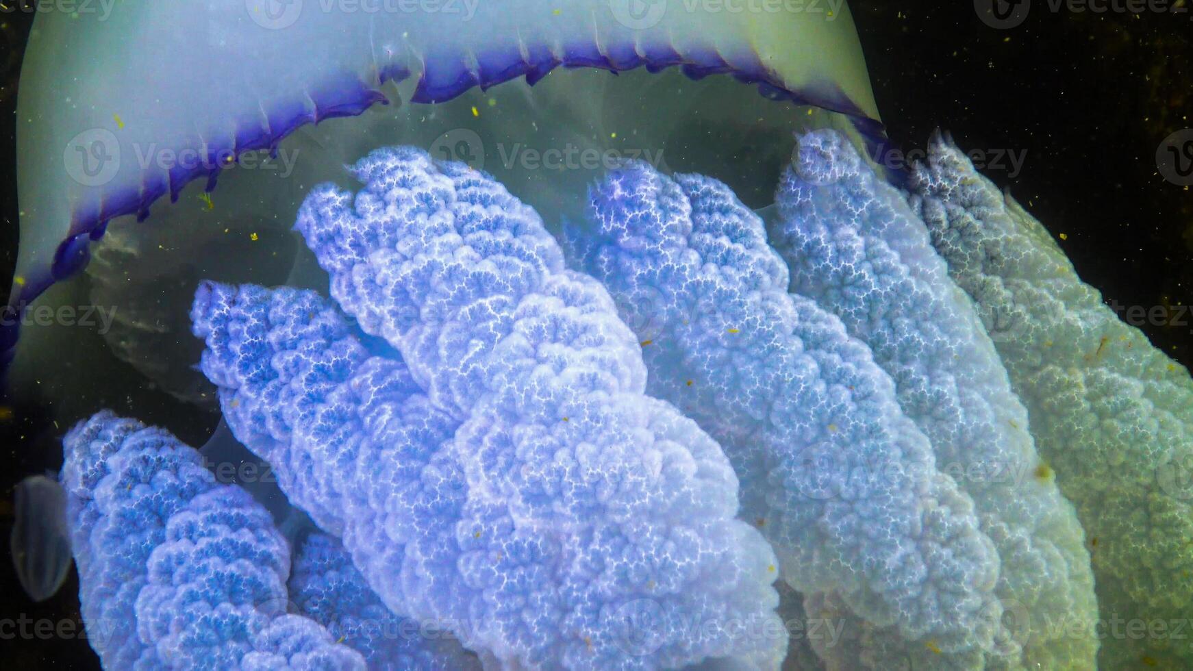 Close-up of the tentacles. Floating in the thickness Rhizostoma pulmo, commonly known as the barrel jellyfish, frilly-mouthed jellyfish. Black Sea photo