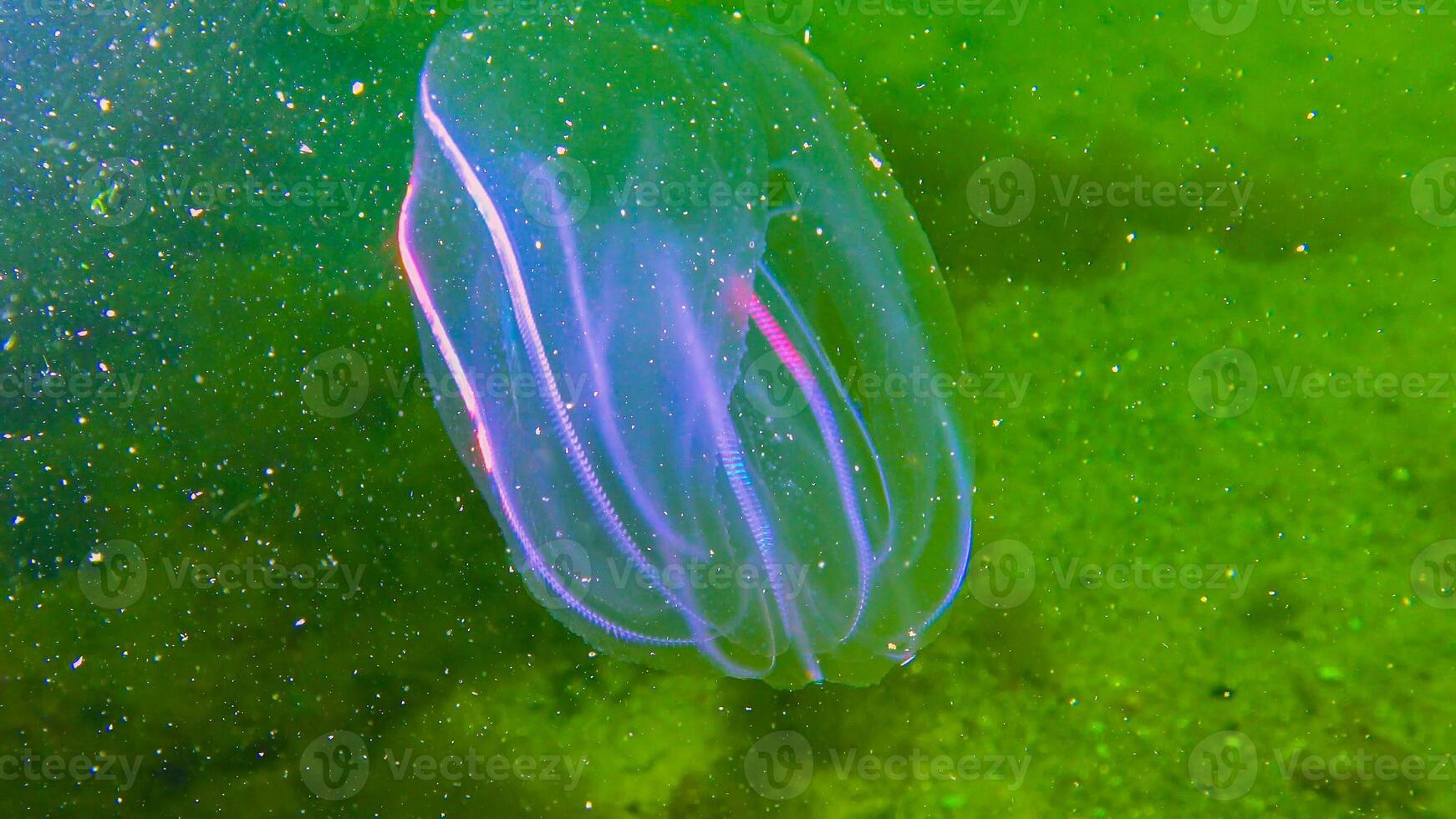 Ctenophores, comb invader to the Black Sea, jellyfish Mnemiopsis leidy. Black Sea photo