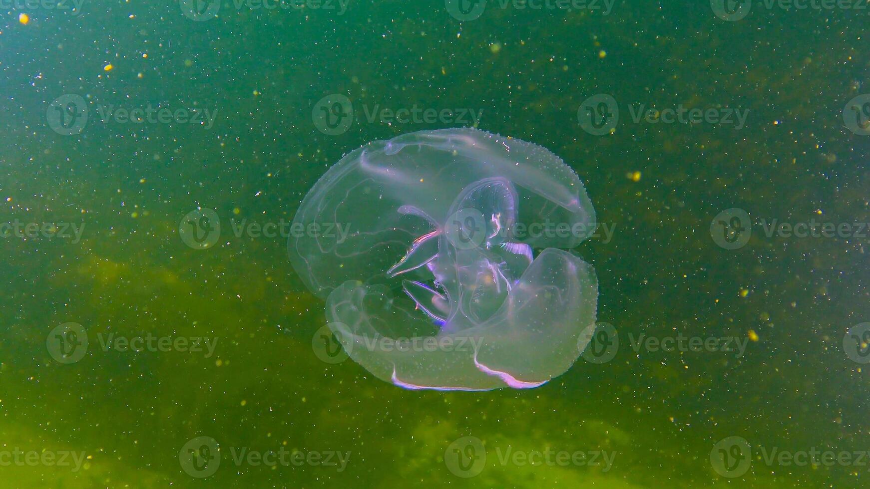 Ctenophores, comb invader to the Black Sea, jellyfish Mnemiopsis leidy. Black Sea photo