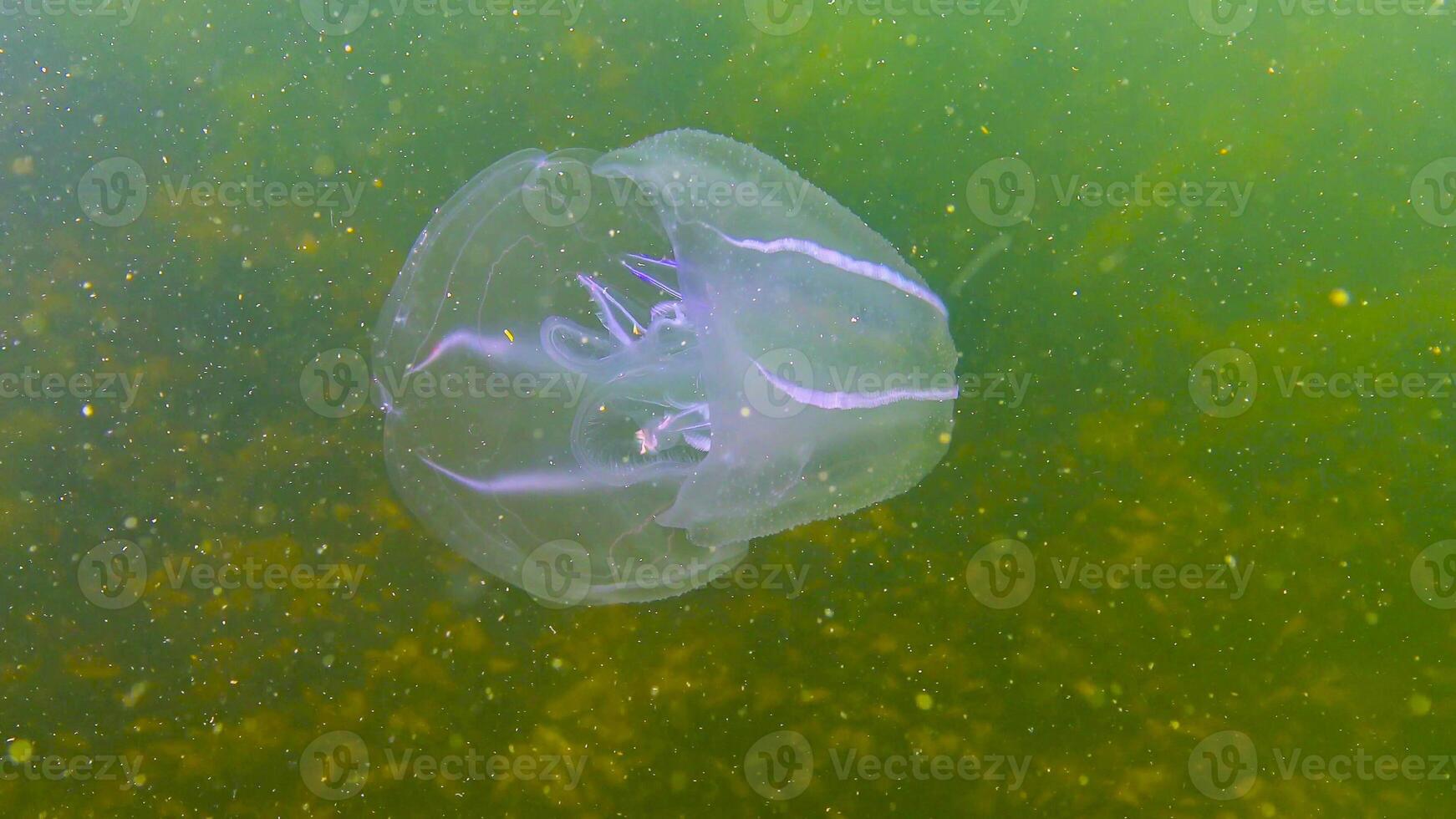 Ctenophores, comb invader to the Black Sea, jellyfish Mnemiopsis leidy. Black Sea photo