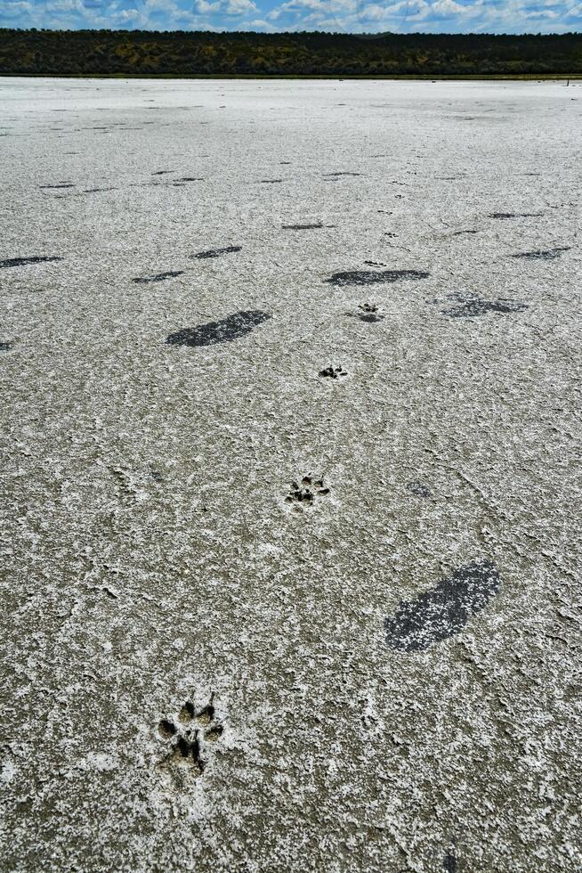 Traces of animals on the dried bottom of the Kuyalnitsky Estuary, covered with a layer of self-precipitating salt photo