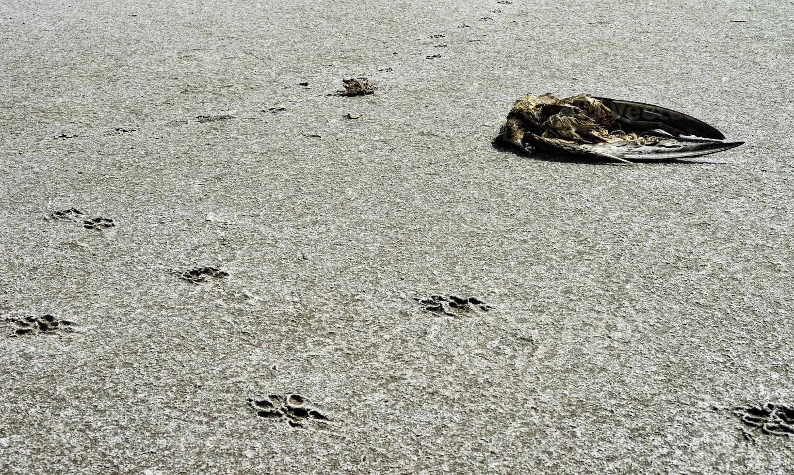 Traces of animals on the dried bottom of the Kuyalnik Estuary, covered with a layer of self-precipitating salt photo