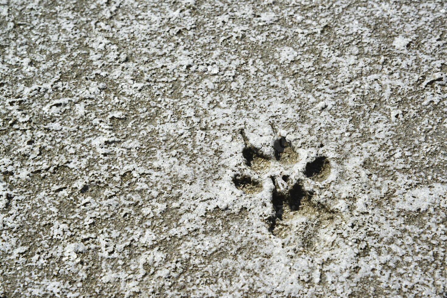 Traces of animals on the dried bottom of the Kuyalnik Estuary, covered with a layer of self-precipitating salt photo
