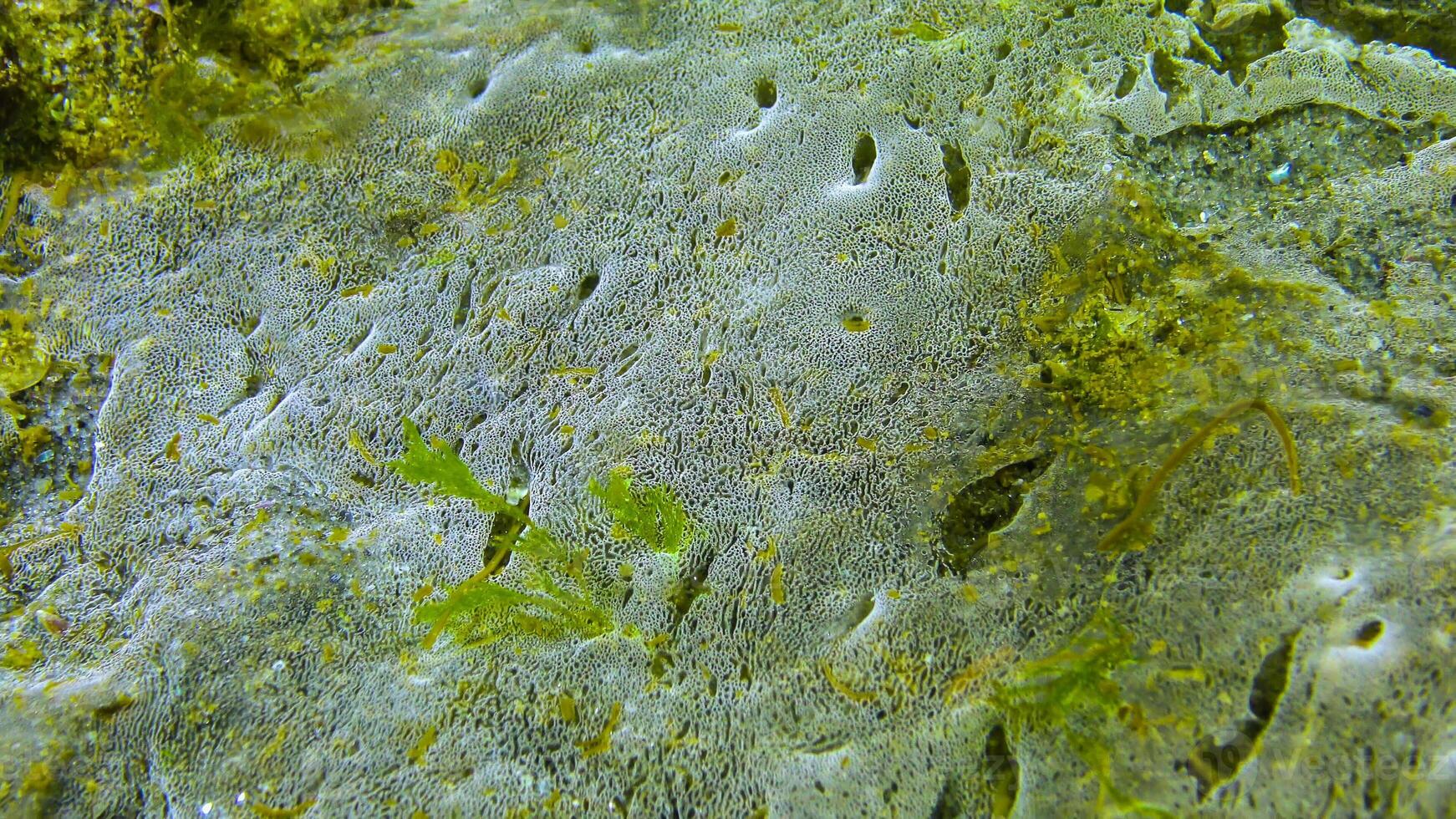 Marine funge on the surface of sand, the Black Sea. Ecology of the sea, pollution. photo