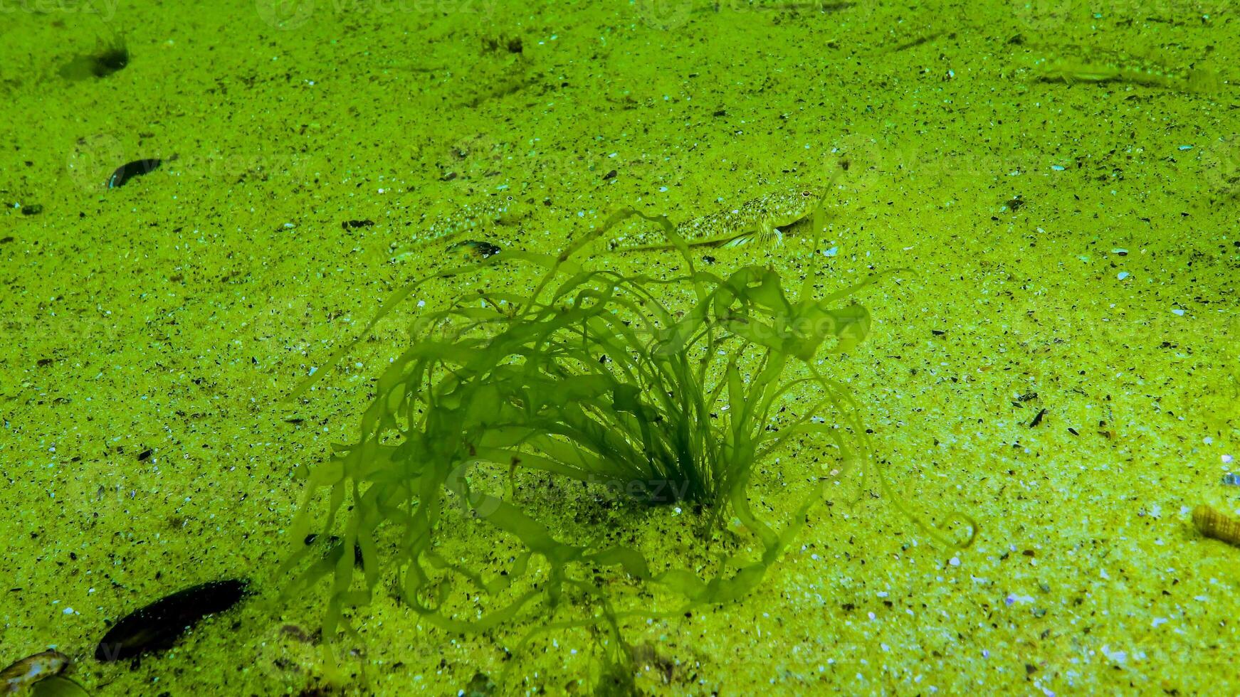 Algae of the Black Sea. Green algae -Ulva, Enteromorpha- on the seabed in the Black Sea photo