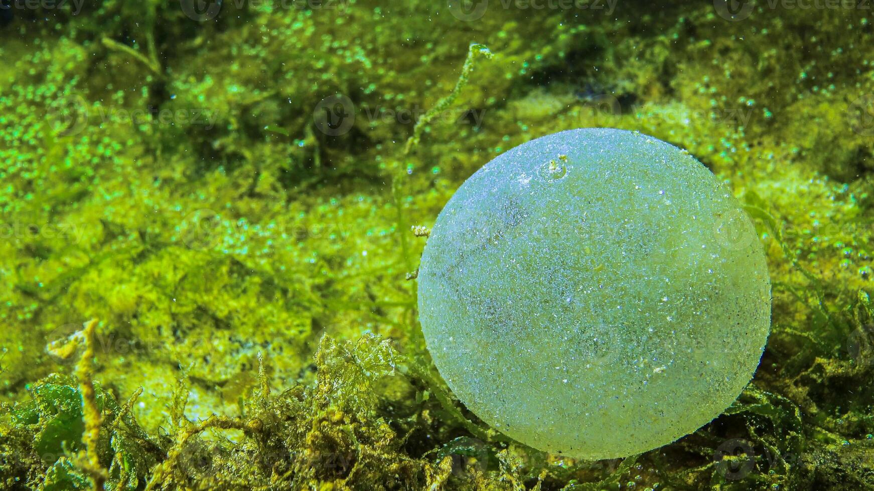 A slimy ball with eggs of the polychaete sea worm photo