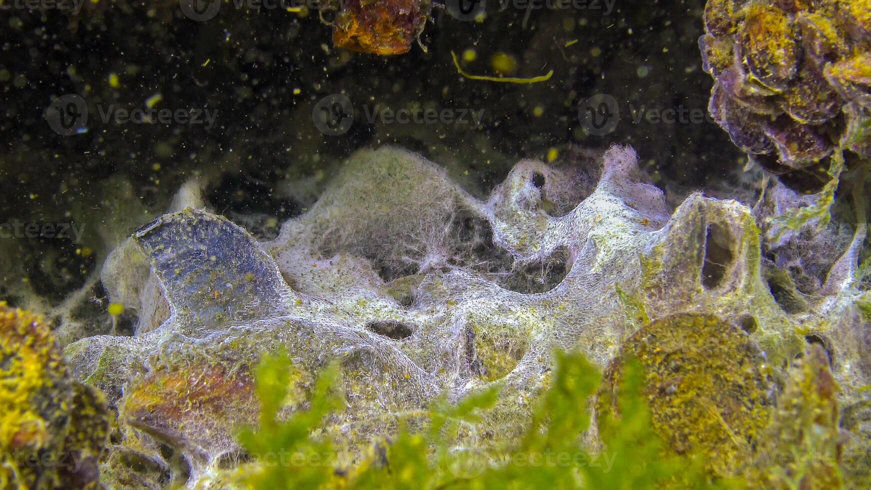 Marine funge on the surface of sand, the Black Sea. Ecology of the sea, pollution. photo