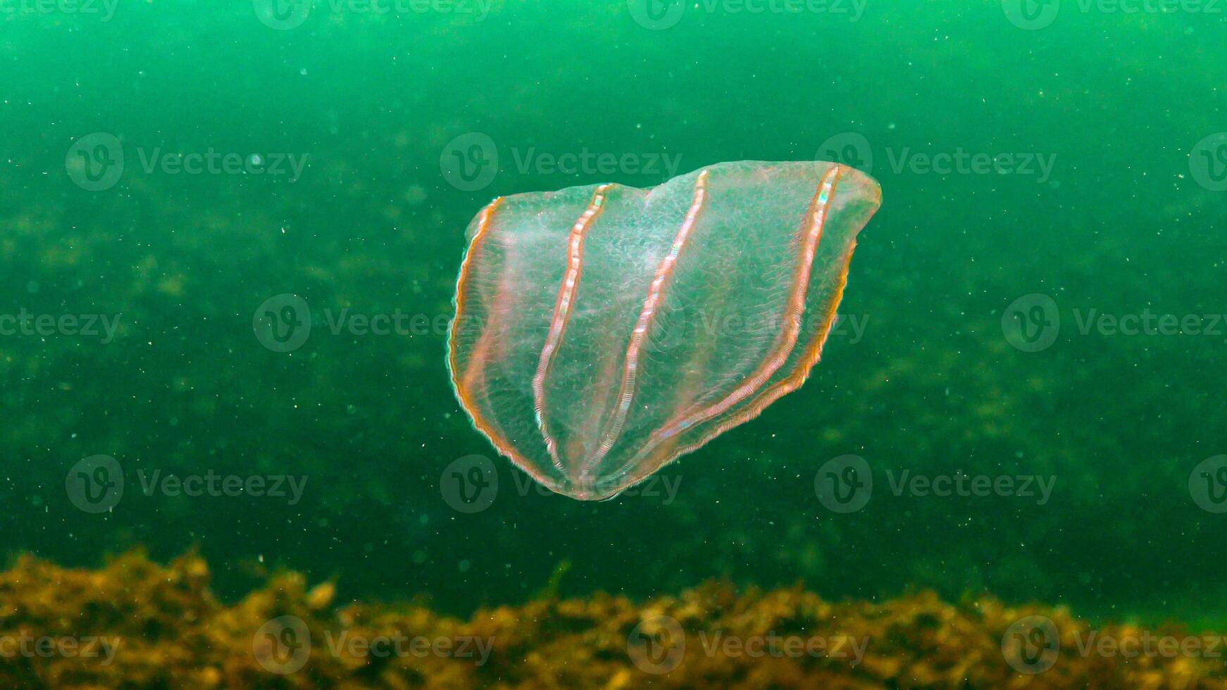 Ctenophores, predatory comb jellyfish invader to the Black Sea, jellyfish Beroe ovate, devouring Mnemiopsis leidy. photo