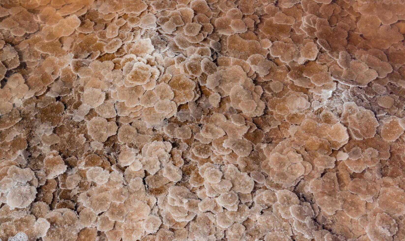 Self-sedimentary salt in the form of round crystalline formations in the hypersaline Kuyalnitsky estuary, an ecological disaster photo