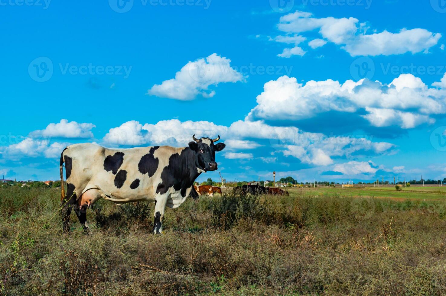 Black and white spotted cow in a field against a sky with white clouds photo