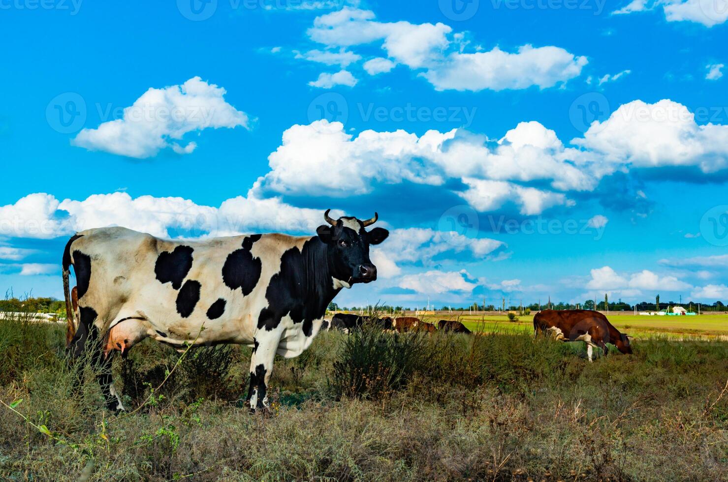 Black and white spotted cow in a field against a sky with white clouds photo