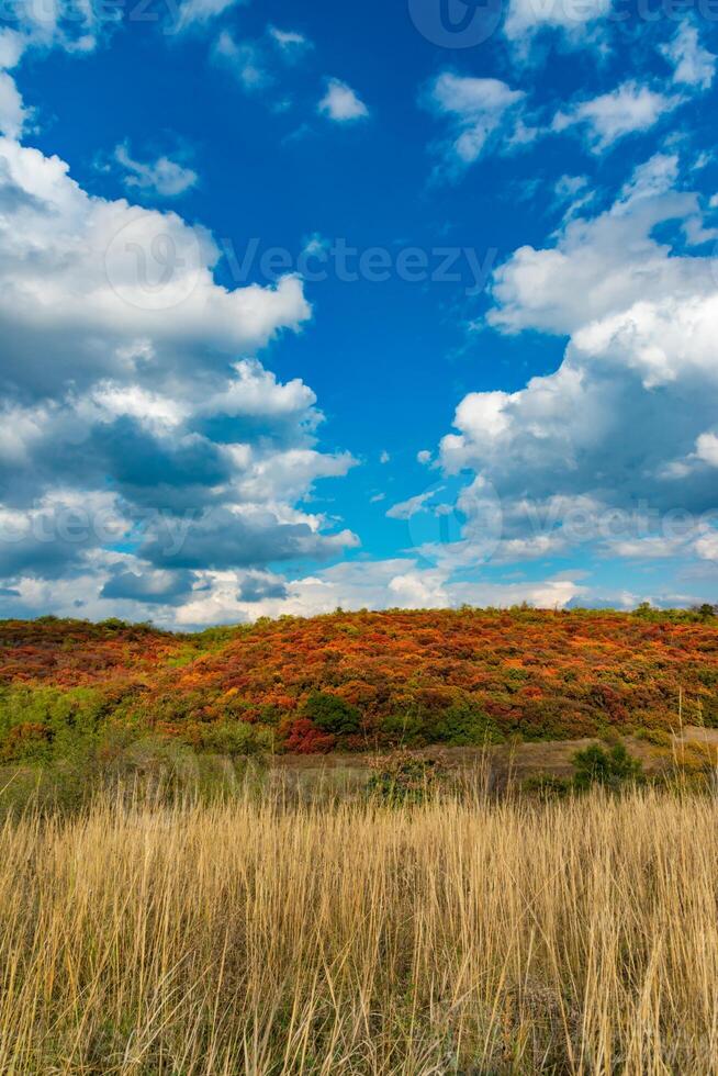 Smoketree, smoke bush Cotinus obovatus, thickets of bushes with red autumn leaves against the background of yellow steppe vegetation and white clouds photo
