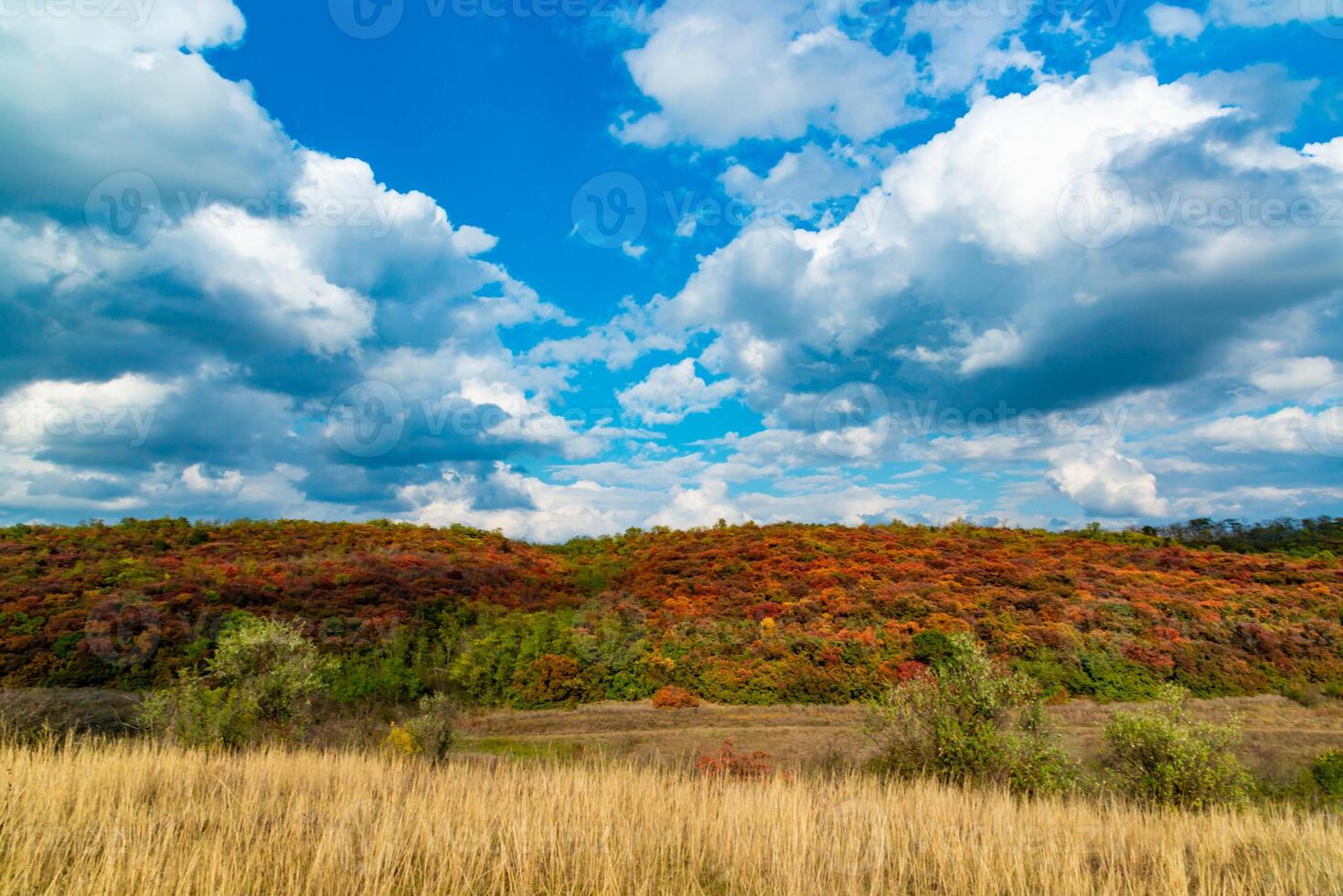 Smoketree, smoke bush Cotinus obovatus, thickets of bushes with red autumn leaves against the background of yellow steppe vegetation and white clouds photo