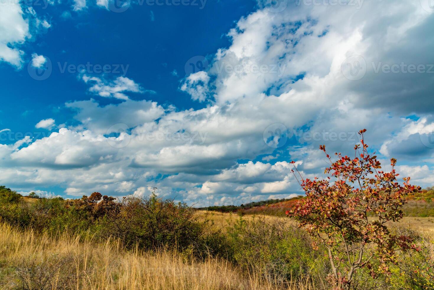 Smoketree -Cotinus obovatus bushes with red autumn leaves against the background of yellow steppe vegetation and white clouds photo