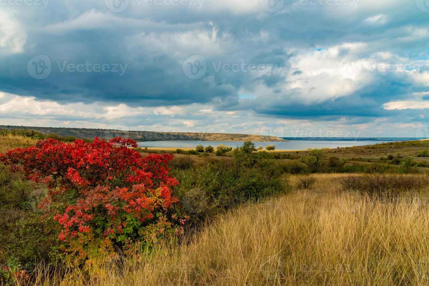 Smoketree Cotinus obovatus bushes with red autumn leaves against the background of yellow steppe vegetation and white clouds photo