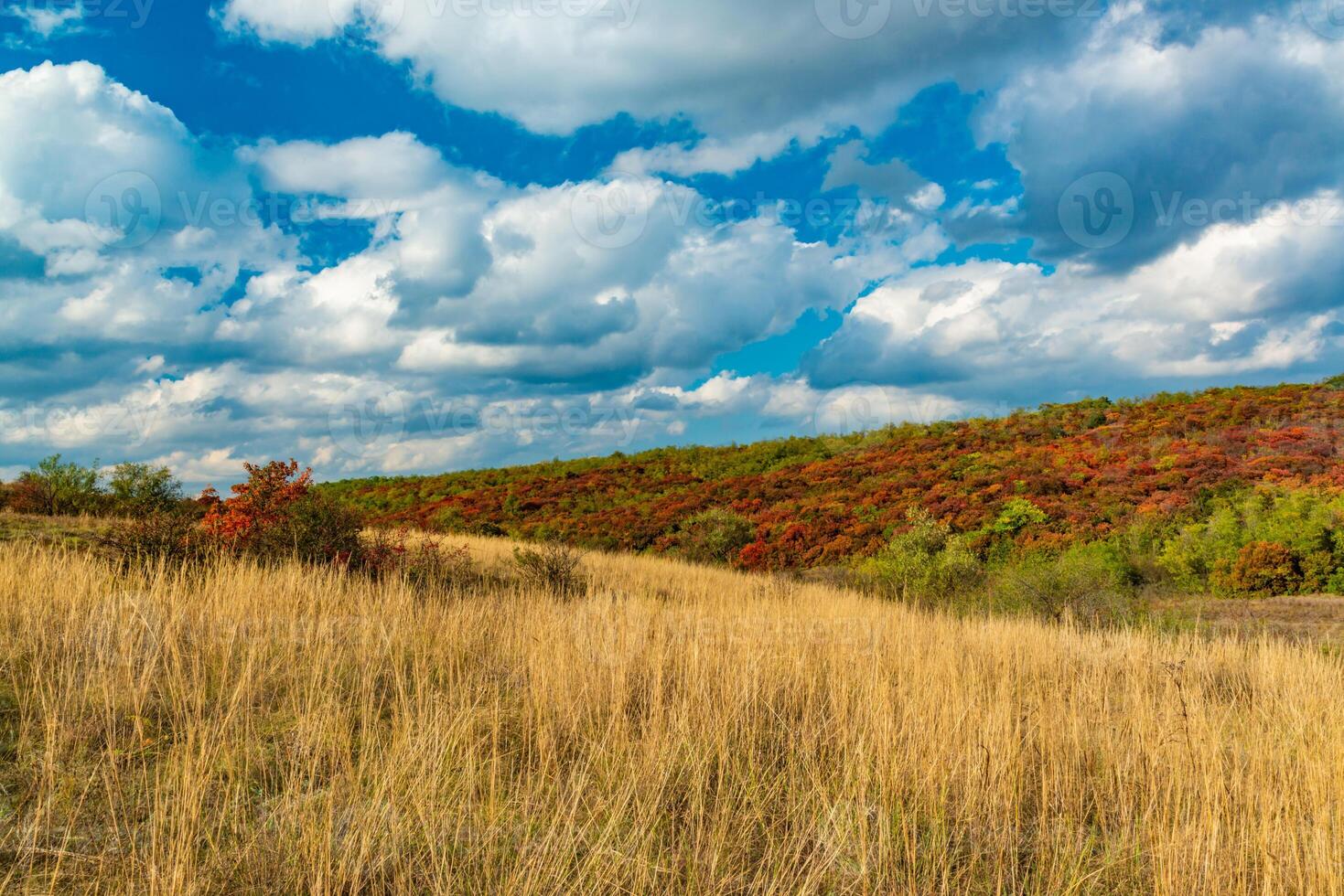 Smoketree, smoke bush Cotinus obovatus, thickets of bushes with red autumn leaves against the background of yellow steppe vegetation and white clouds photo