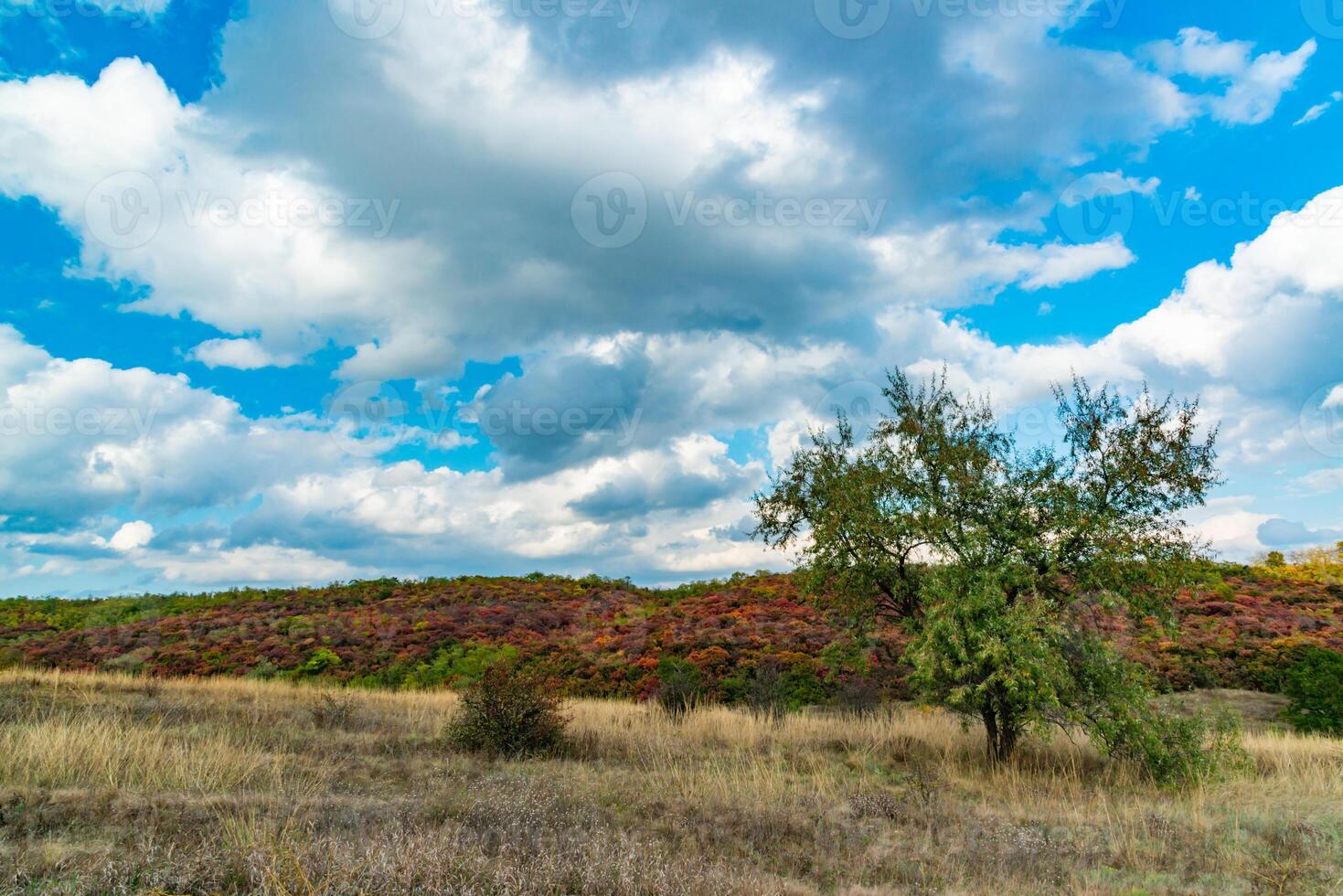 Smoketree, smoke bush Cotinus obovatus, thickets of bushes with red autumn leaves against the background of yellow steppe vegetation and white clouds photo
