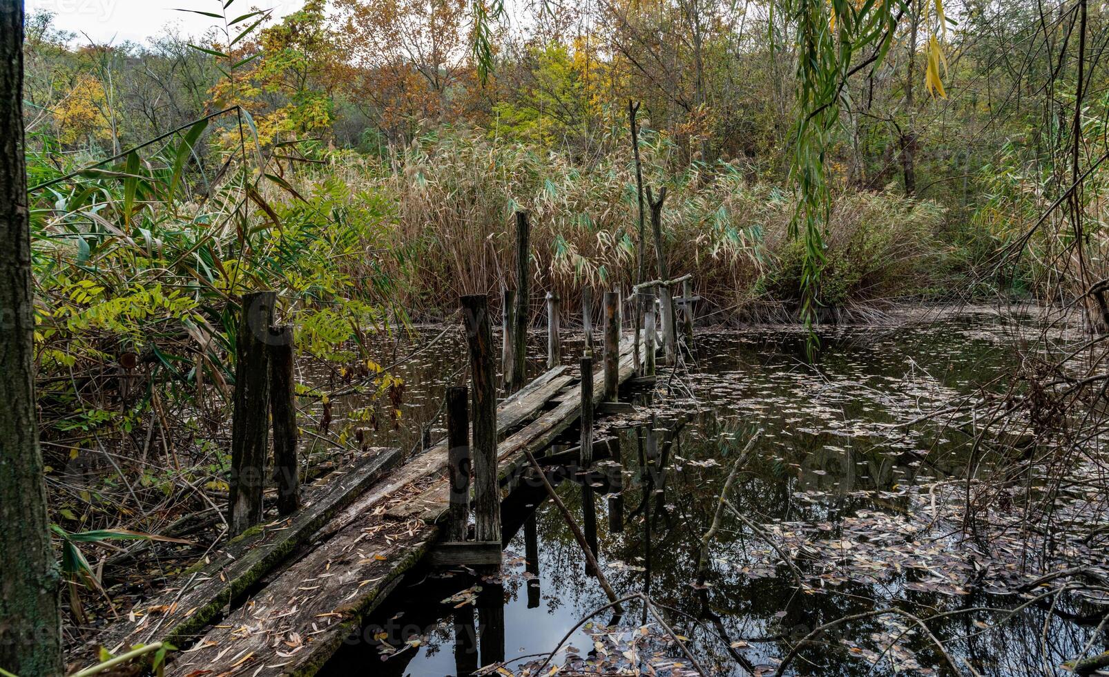 Old broken rotten wooden bridge on an overgrown pond surrounded by trees photo