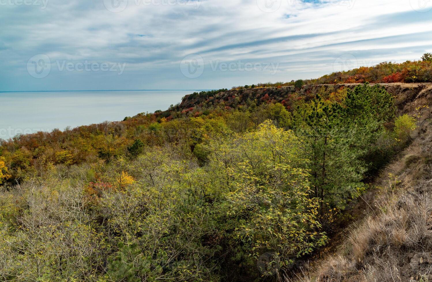 The coast of the Dniester estuary in autumn, overgrown with wild steppe vegetation and trees photo