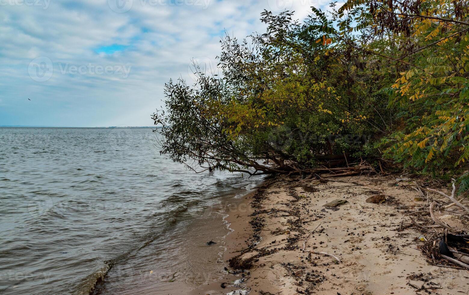 The natural landscape of the south of Ukraine, the bank of the Dniester Estuary, overgrown with bushes and trees photo