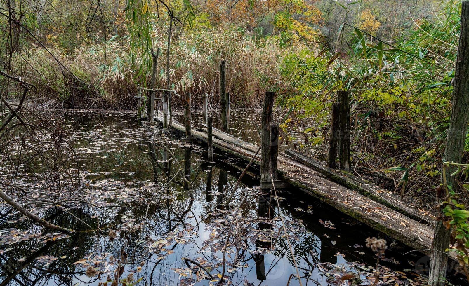 Old broken rotten wooden bridge on an overgrown pond surrounded by trees photo