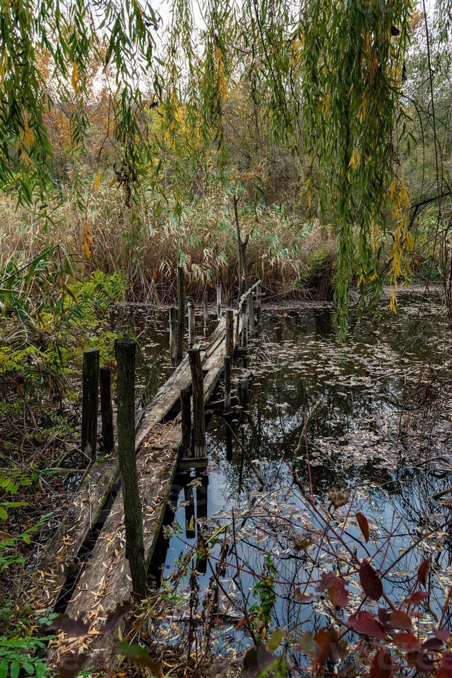 Old broken rotten wooden bridge on an overgrown pond surrounded by trees photo