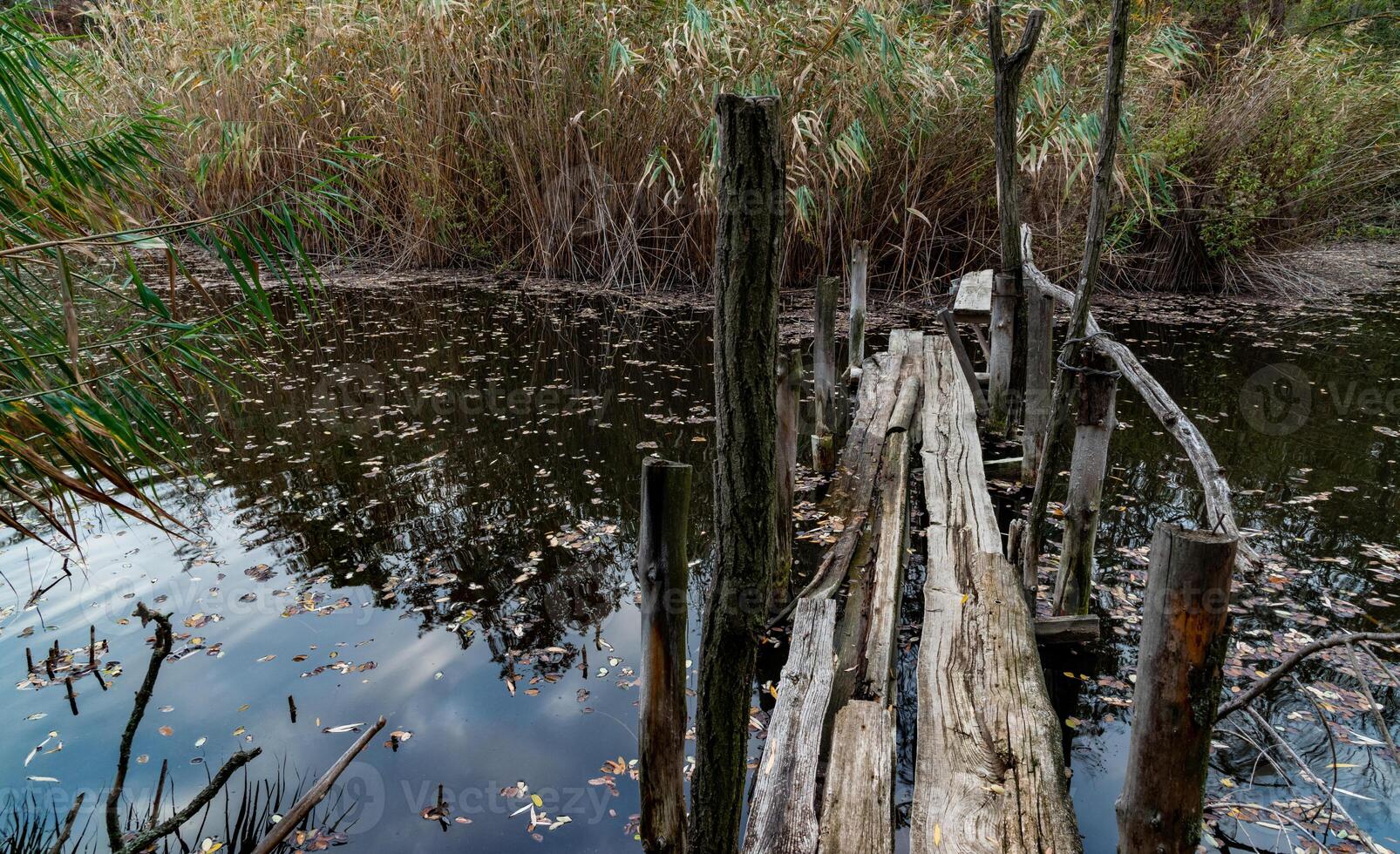 Old broken rotten wooden bridge on an overgrown pond surrounded by trees photo
