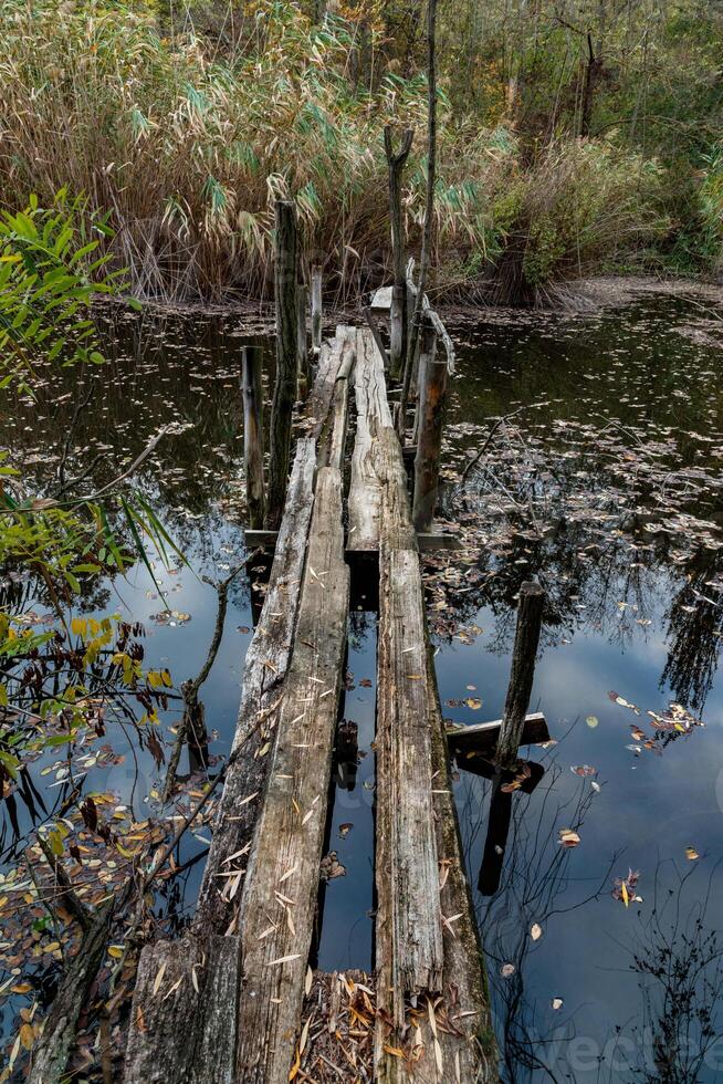 Old broken rotten wooden bridge on an overgrown pond surrounded by trees photo