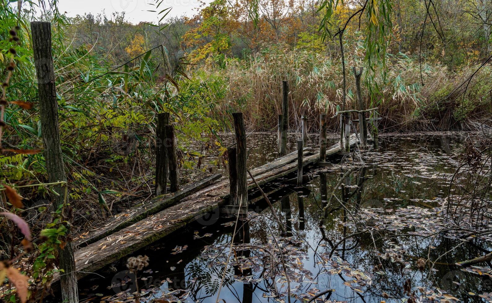 Old broken rotten wooden bridge on an overgrown pond surrounded by trees photo