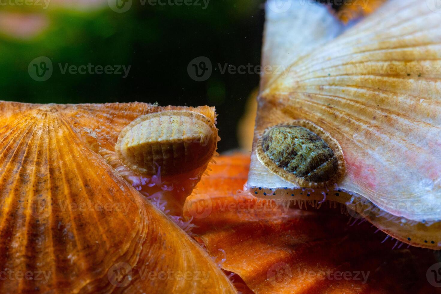 Ancient armored mollusk -Chiton polii- on the shell of a clam Smooth Scallop Flexopecten glaber ponticus, Black Sea photo