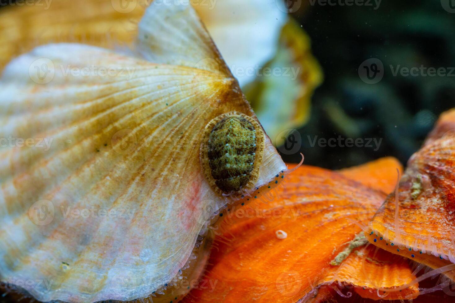Ancient armored mollusk -Chiton polii- on the shell of a clam Smooth Scallop Flexopecten glaber ponticus, Black Sea photo