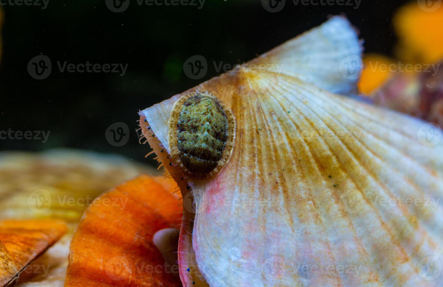 Ancient armored mollusk -Chiton polii- on the shell of a clam Smooth Scallop Flexopecten glaber ponticus, Black Sea photo