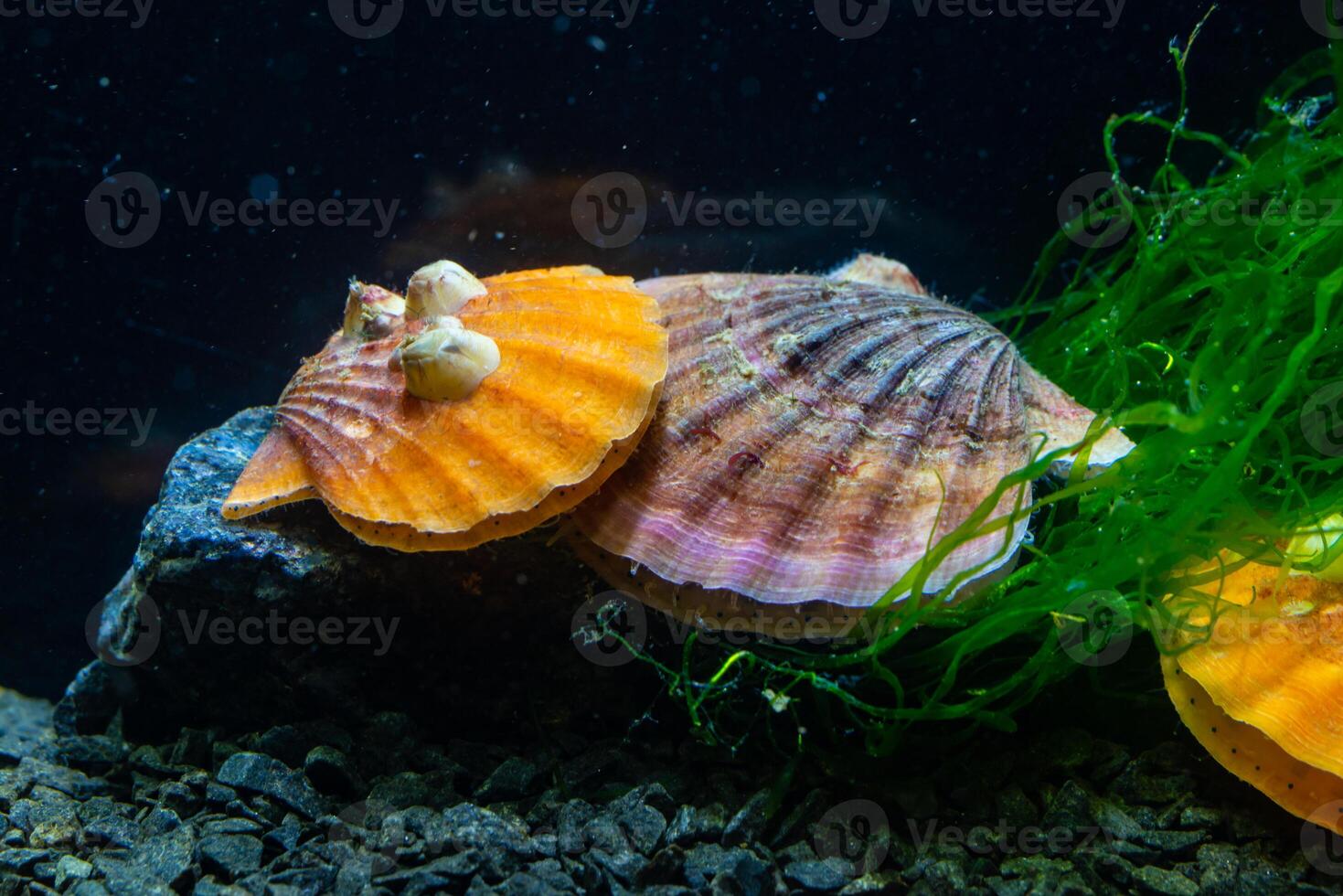 Bivalve mollusk with orange valves Smooth Scallop -Flexopecten glaber ponticus, Black Sea photo