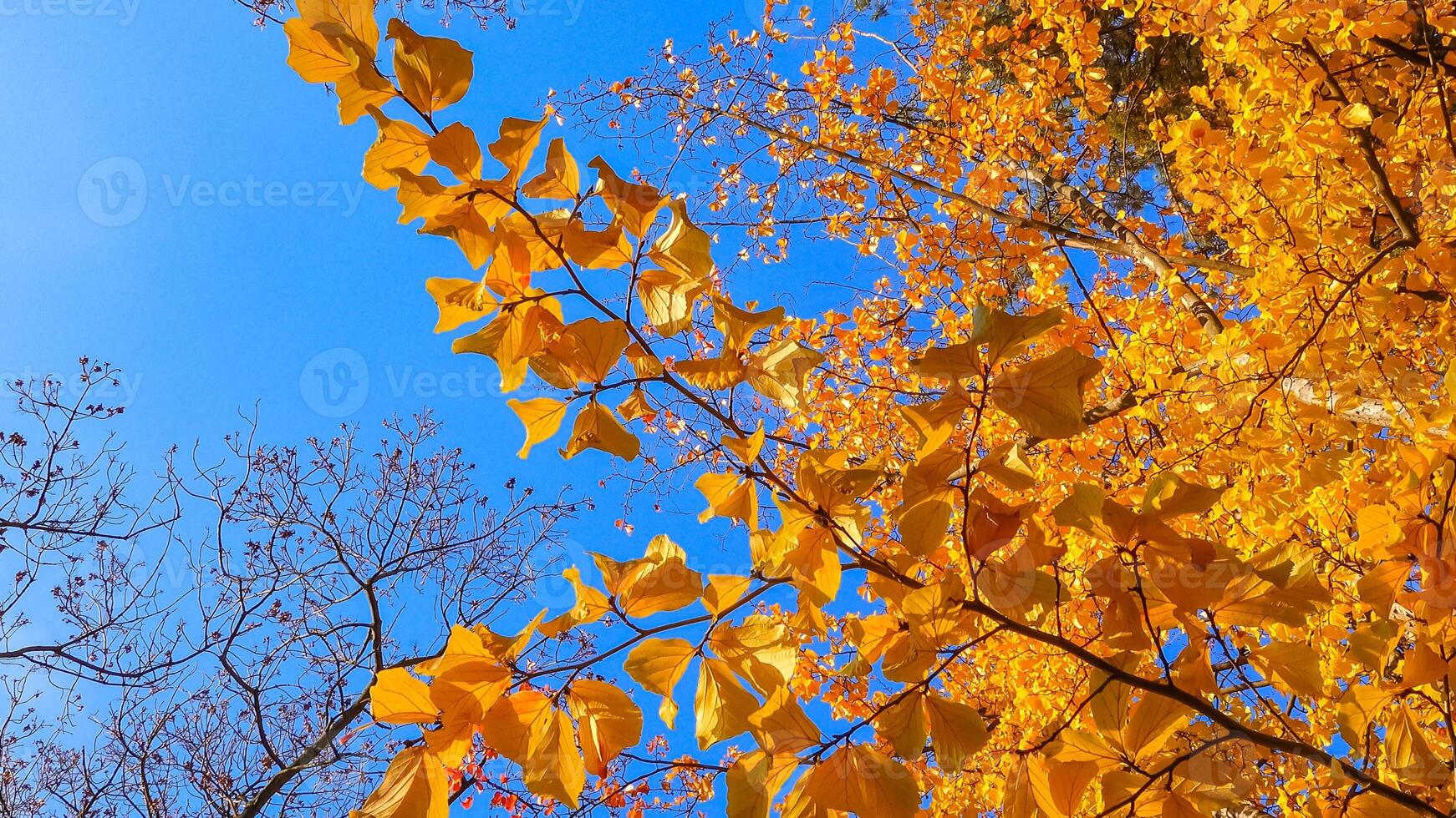 In autumn, beautiful yellow leaves on a tree branch and on ivy on the ground, slider shot photo