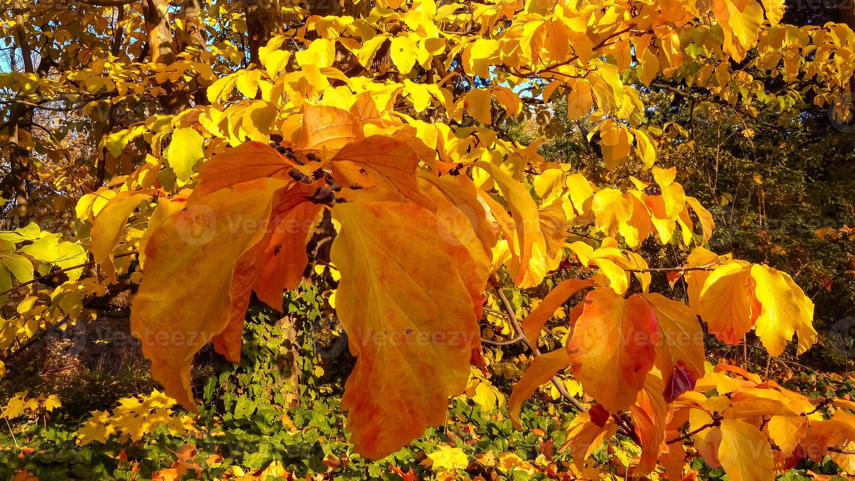 In autumn, beautiful yellow leaves on a tree branch and on ivy on the ground, slider shot photo