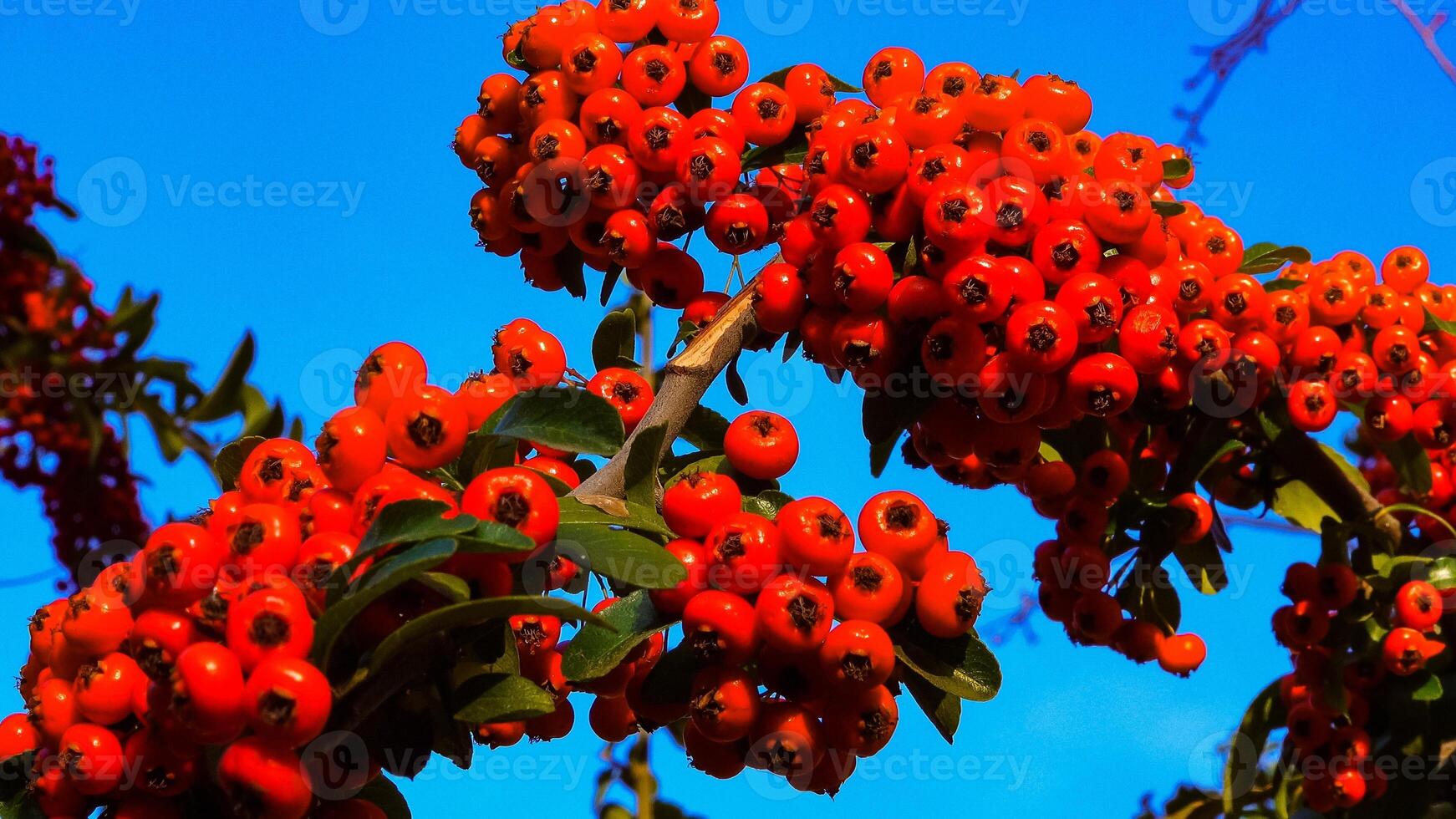 Red fruits of the evergreen plant Pyracantha in the family Rosaceae photo