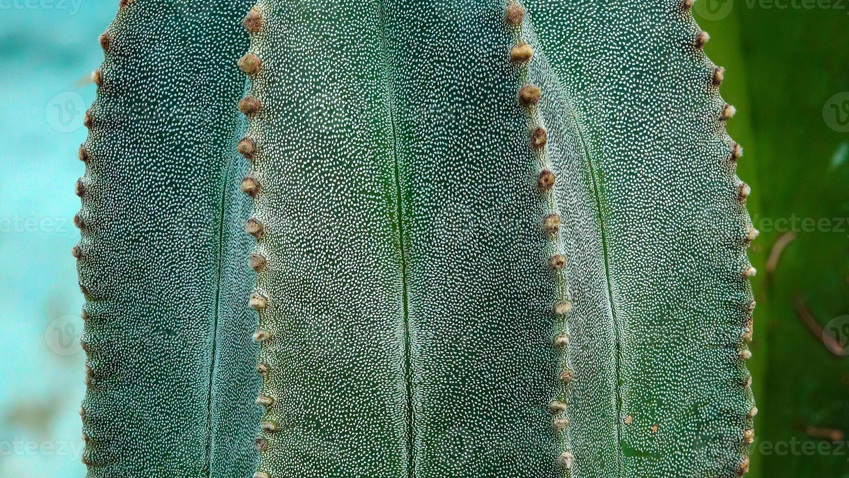 Close-up, the stalk of the cactus Astrophytum sp., white dots on a green background of the plant photo
