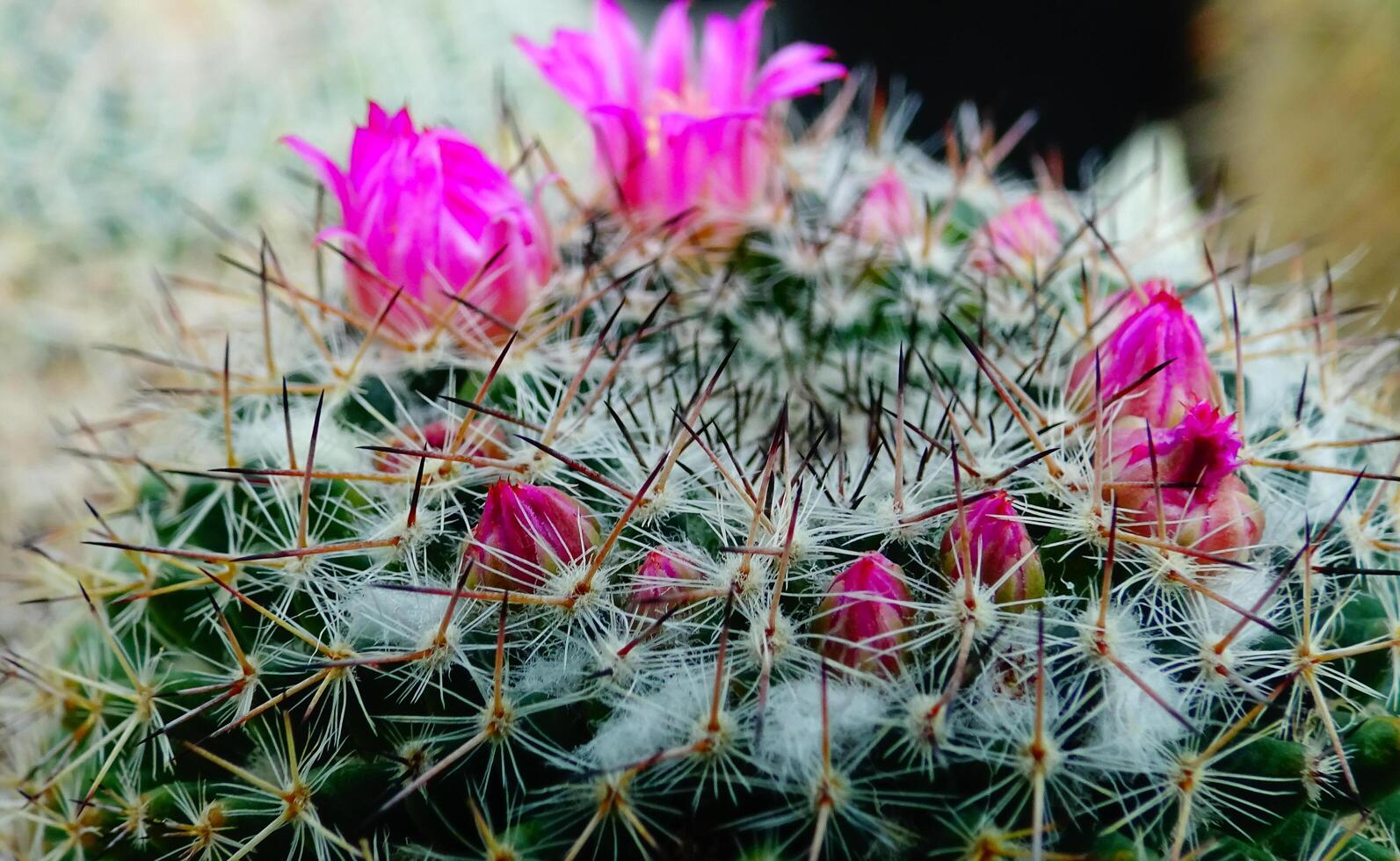 Close-up, flowering cactus plant from the genus Mamillaria photo