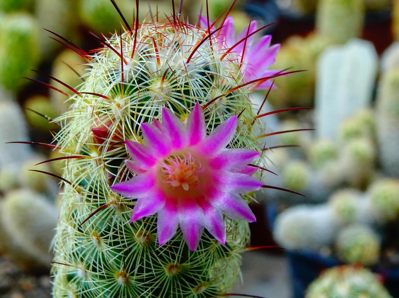 Close-up, flowering cactus plant from the genus Mamillaria photo