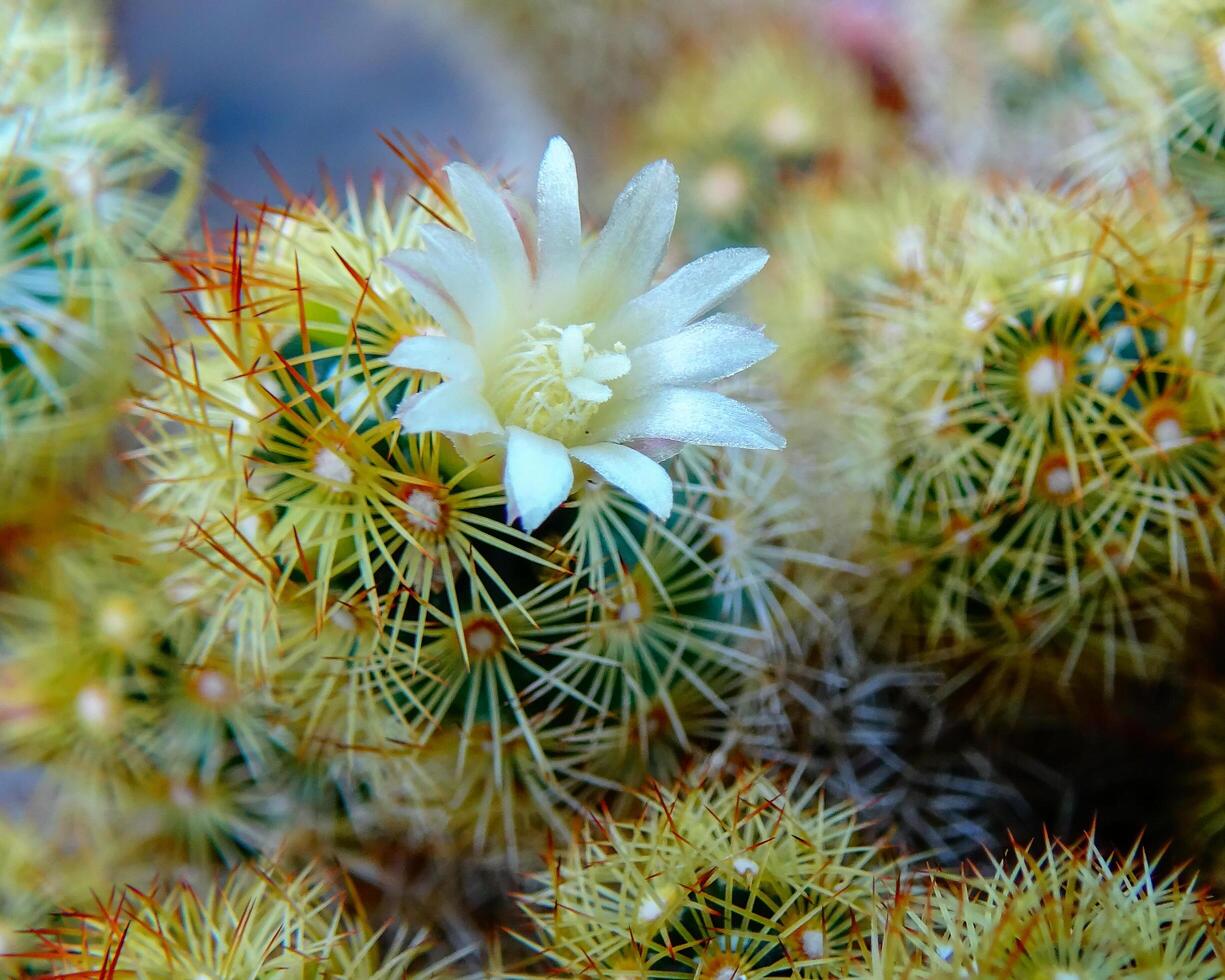 Close-up, flowering cactus plant from the genus Mamillaria photo